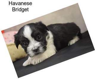 Havanese Bridget