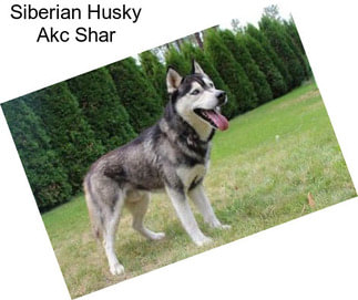 Siberian Husky Akc Shar