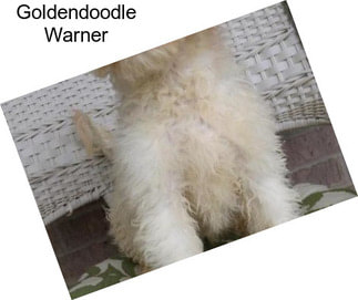 Goldendoodle Warner