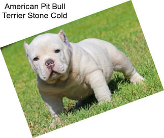 American Pit Bull Terrier Stone Cold