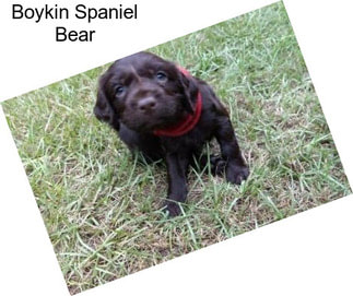 Boykin Spaniel Bear