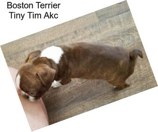 Boston Terrier Tiny Tim Akc