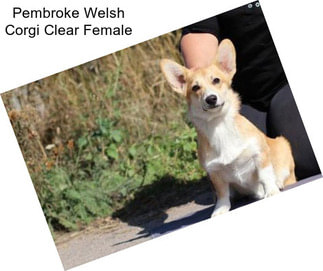 Pembroke Welsh Corgi Clear Female