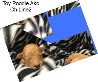 Toy Poodle Akc Ch Line2