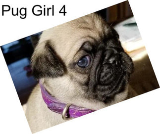 Pug Girl 4