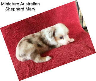 Miniature Australian Shepherd Mary