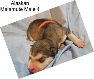 Alaskan Malamute Male 4