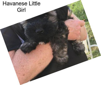 Havanese Little Girl