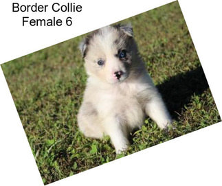 Border Collie Female 6