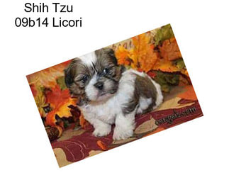 Shih Tzu 09b14 Licori