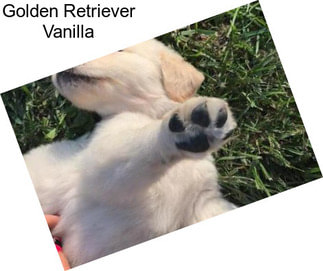 Golden Retriever Vanilla