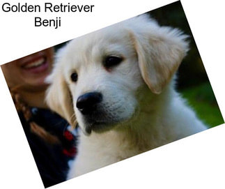 Golden Retriever Benji