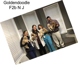 Goldendoodle F2b N J