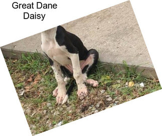 Great Dane Daisy