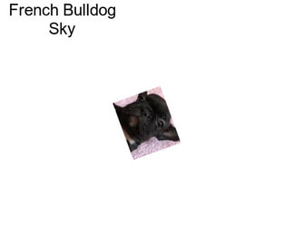 French Bulldog Sky