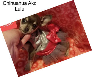 Chihuahua Akc Lulu