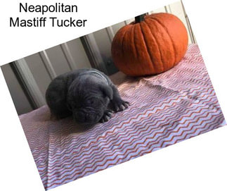 Neapolitan Mastiff Tucker