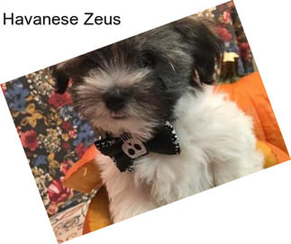 Havanese Zeus