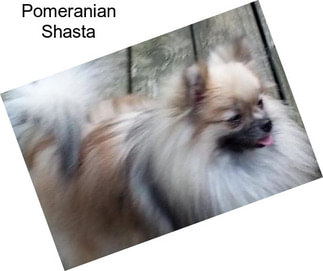 Pomeranian Shasta