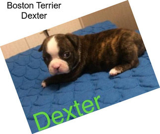 Boston Terrier Dexter