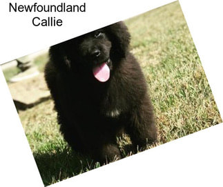 Newfoundland Callie