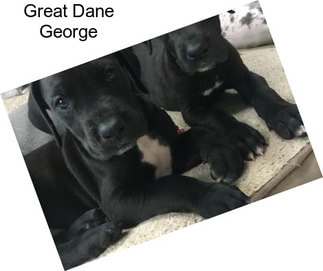 Great Dane George