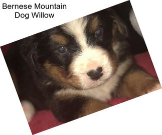 Bernese Mountain Dog Willow