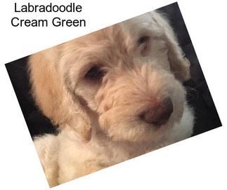 Labradoodle Cream Green