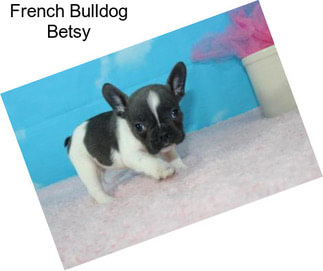 French Bulldog Betsy