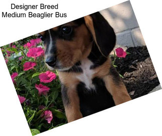 Designer Breed Medium Beaglier Bus