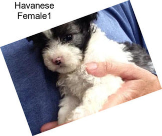 Havanese Female1