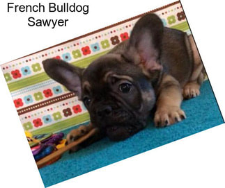 French Bulldog Sawyer