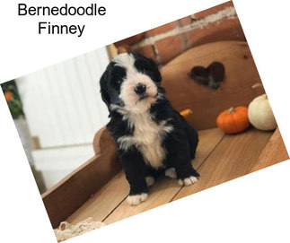 Bernedoodle Finney