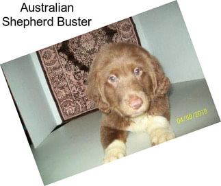 Australian Shepherd Buster