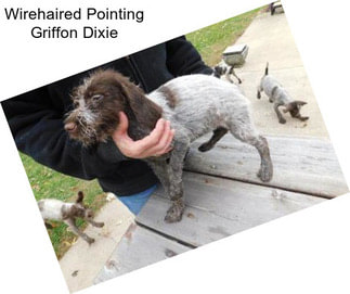 Wirehaired Pointing Griffon Dixie