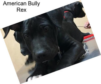 American Bully Rex