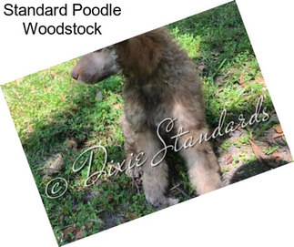Standard Poodle Woodstock