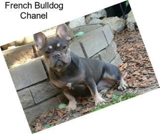 French Bulldog Chanel