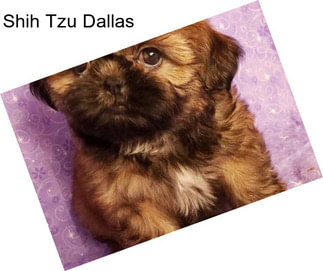 Shih Tzu Dallas