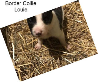 Border Collie Louie