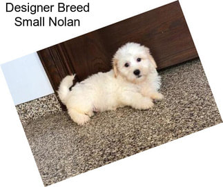 Designer Breed Small Nolan