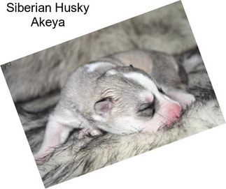 Siberian Husky Akeya