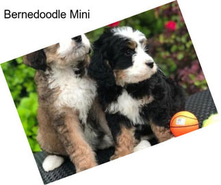 Bernedoodle Mini