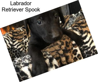 Labrador Retriever Spook