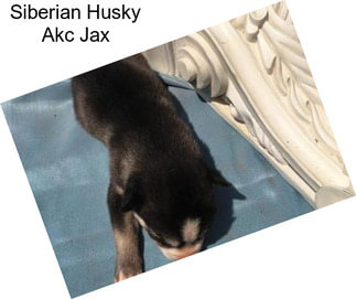 Siberian Husky Akc Jax
