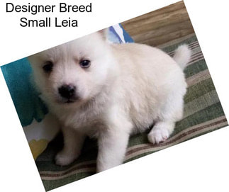 Designer Breed Small Leia