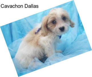 Cavachon Dallas