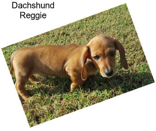 Dachshund Reggie