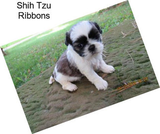 Shih Tzu Ribbons