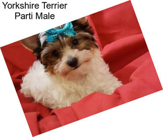 Yorkshire Terrier Parti Male